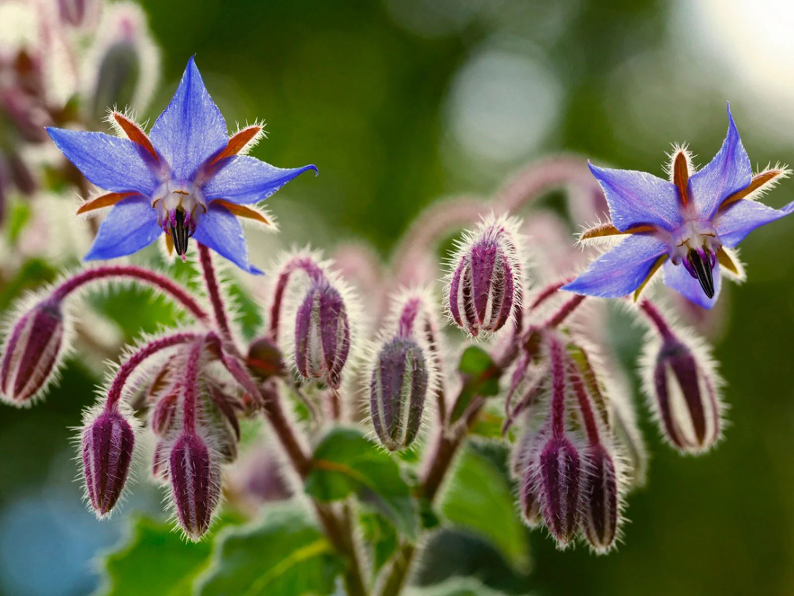 "The Borage and Litsea Body Butter: A Luxurious Treat for Dehydrated and Mature Skin"
