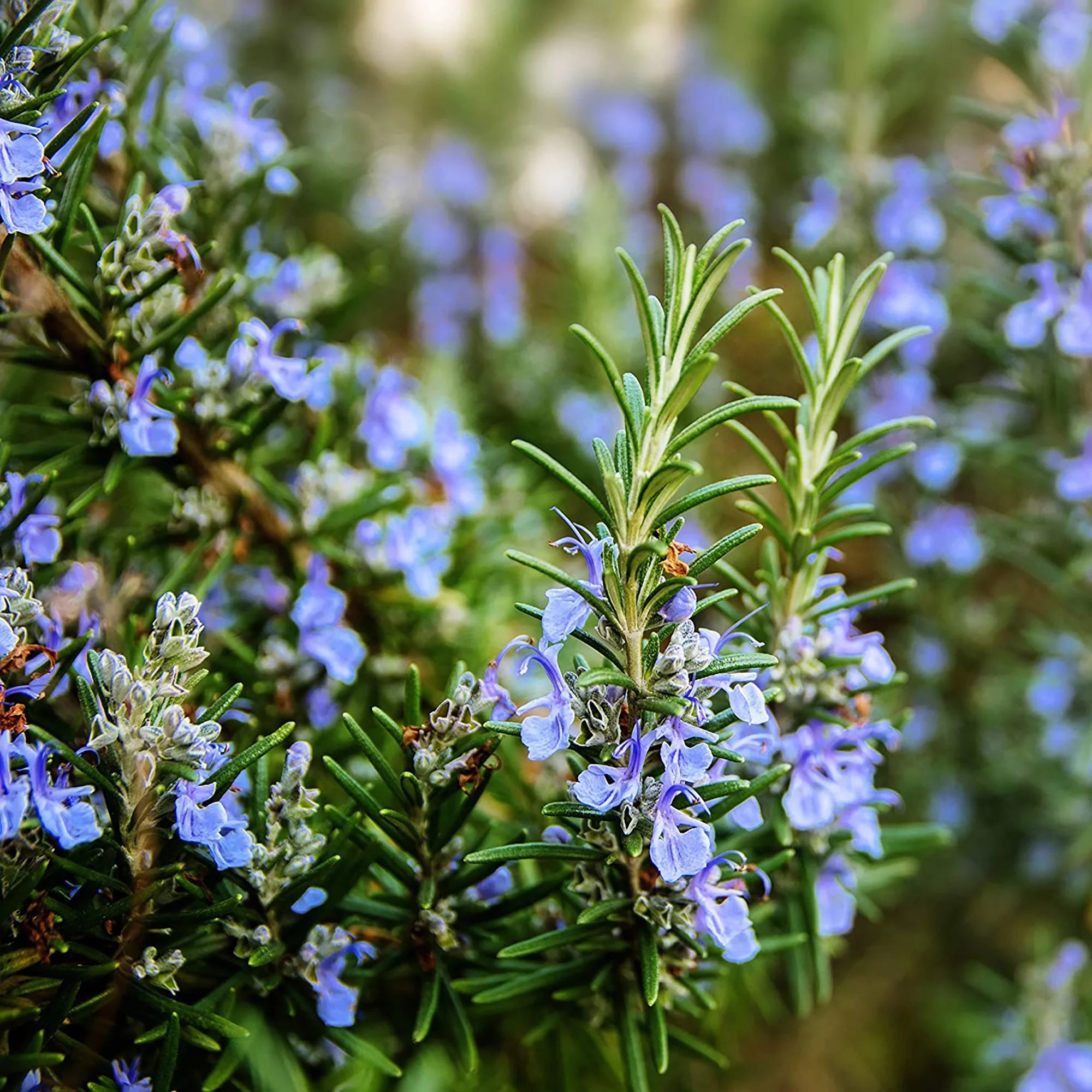 Add rosemary to your skincare routine